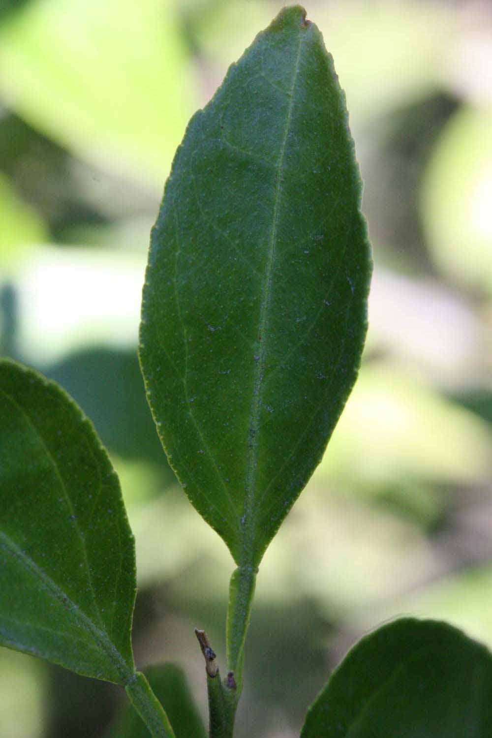            Unifoliolate leaf (Riverside, CA)   